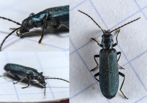 Ischnomera caerulea