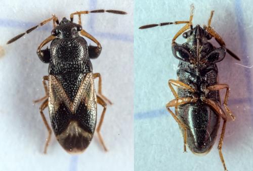 Megalonotus praetextatus
