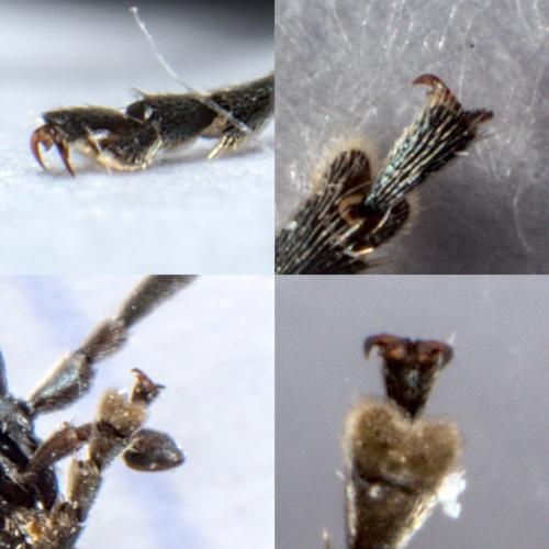 Réf. 280 552 : Ischnomera caerulea
