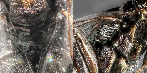 Réf. 280 368 : Aggelma spiracularis
