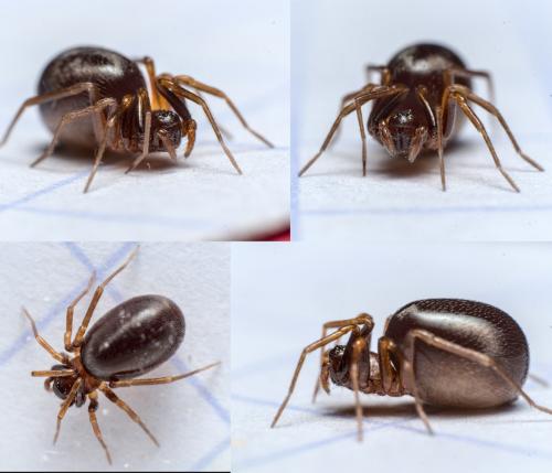 Réf. 280 300 : Zodarion italicum