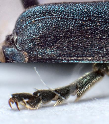 Ischnomera caerulea