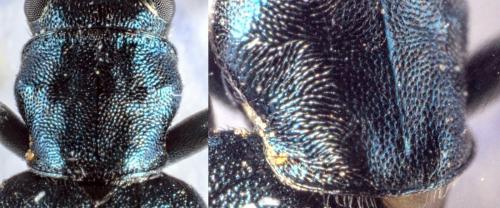 Réf. 280 569 : Ischnomera caerulea
