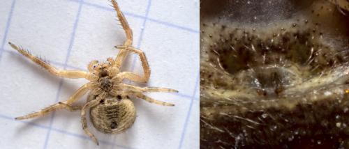 Xysticus_sl sp.