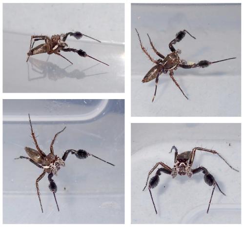 Portia albimana