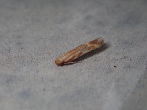 Metzneria aprilella