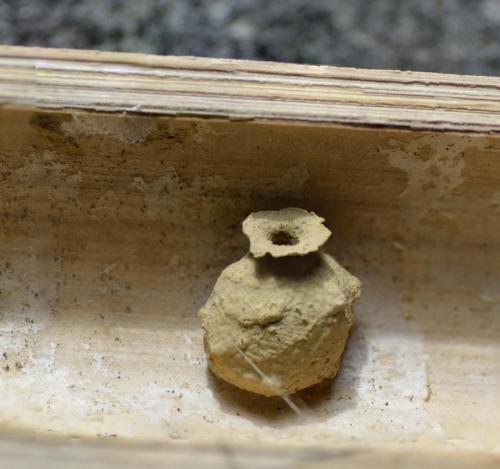Eumenes sp.