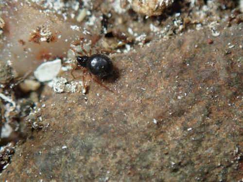 Crustulina sticta