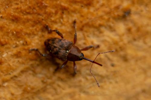 Réf. 280 946 : Curculio sp.