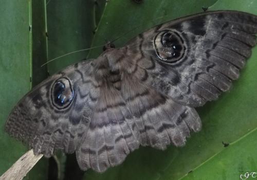 Erebus walkeri