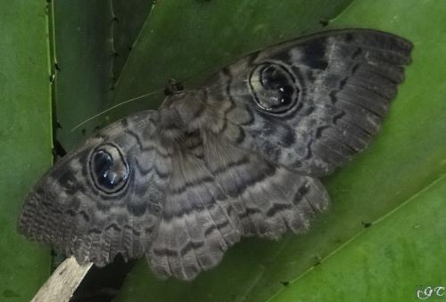 Erebus walkeri