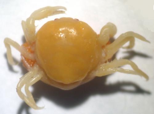 Pinnotheres pisum