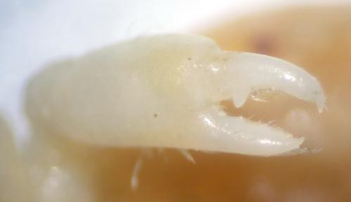 Pinnotheres pisum