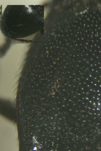 Ampedus nigerrimus