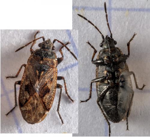 Réf. 280 451 : Sphragisticus nebulosus