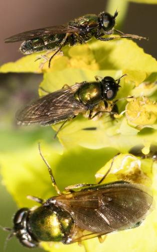 Chloromyia formosa
