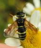 280939 – Photo : Antoinette Fleixas – France (21)