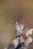 280541 – Photo : Felip Manyer i Ballester – France (66)