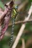 280247 – Photo : Bertrand Piney – France (44)