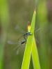 Ischnura elegans