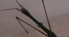 280708 – Photo : Christian Berquer – France (64)