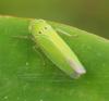 280840 – Photo : Bernard Perthuis – Guyane française