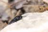 280592 – Photo : Simon Thevenin – France (13)