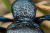 280722 – Photo : Jessica Joachim – France (81)