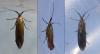 Coleophora sp.