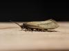 280003 – Photo : Cédric Mondy – France (94)
