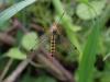 280677 – Photo : RENOULT – France (20)