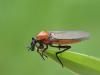 280874 – Photo : Yannick Mourgues – France (48)