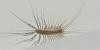 280810 – Photo : Christian Berquer – France (64)