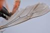 280612 – Photo : Christophe Pellé – France (30)