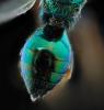 280604 – Photo : Christophe Pellé – France (30)