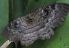 280705 – Photo : Gaston Thiel – Madagascar