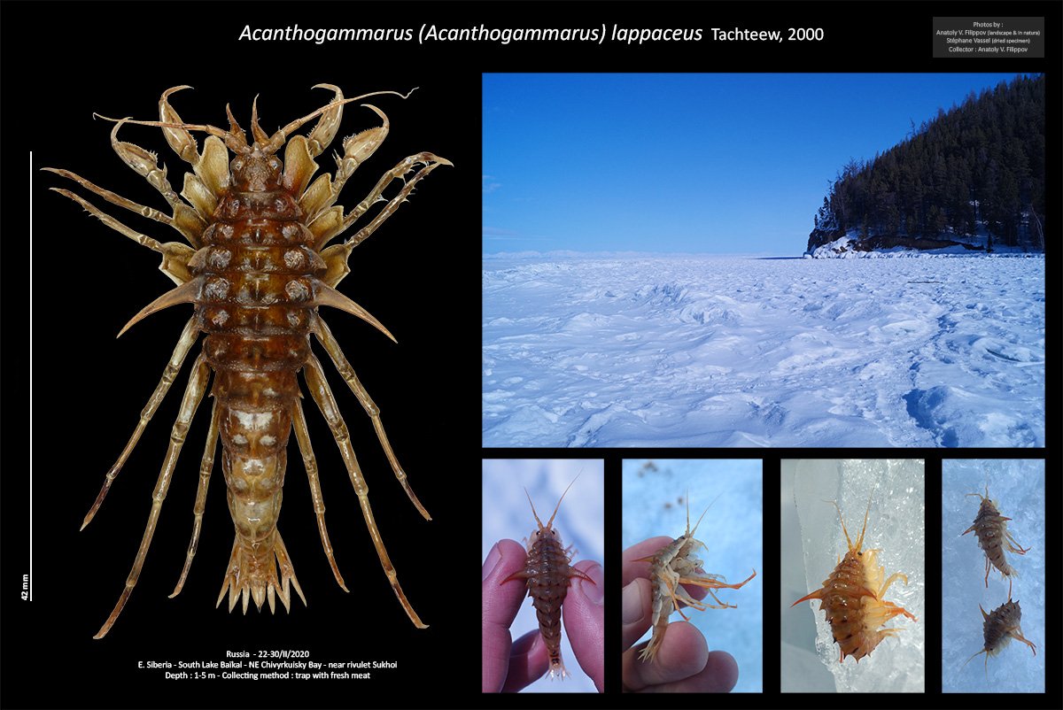 Stephane VASSEL - Acanthogammarus (Ancyracanthus) lappaceus - réf. 280858 (1200 x 802 pixels, 178 ko)