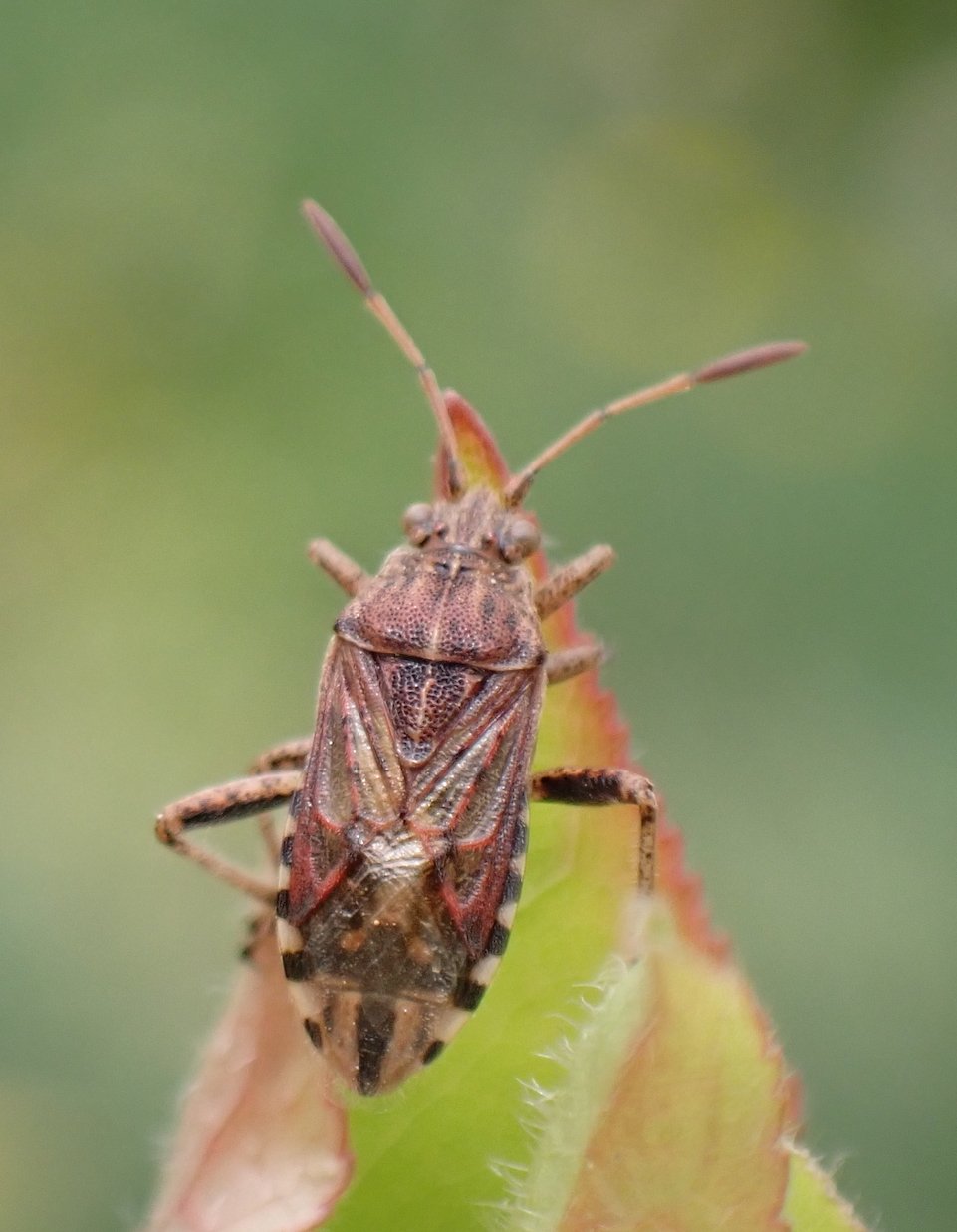 Catherine Reymonet-Smitten - Stictopleurus (abutilon-pictus) - réf. 280682 (961 x 1236 pixels, 116 ko)