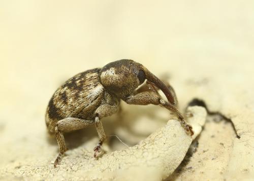 Réf. 281 334 : Pachytychius sparsutus