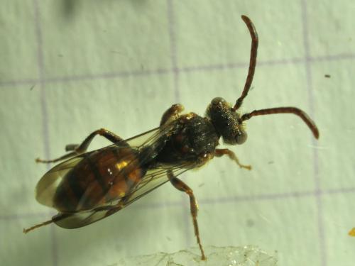 Nomada sp.