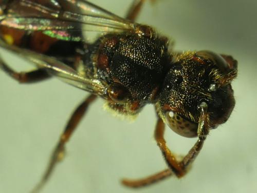 Nomada sp.