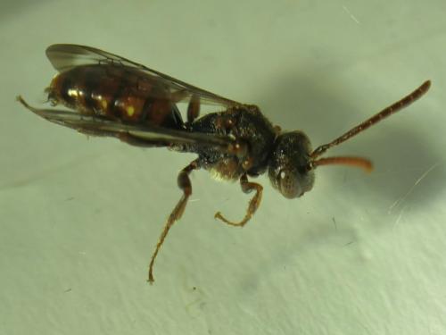 Nomada sp.
