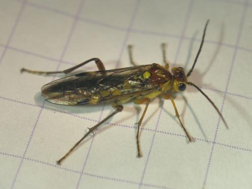 Réf. 281 285 : Tenthredopsis sordida