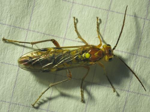 Réf. 281 286 : Tenthredopsis sordida