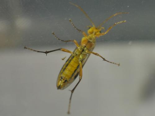 Réf. 281 287 : Tenthredopsis sordida