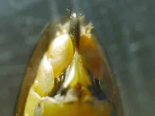 Réf. 281 288 : Tenthredopsis sordida