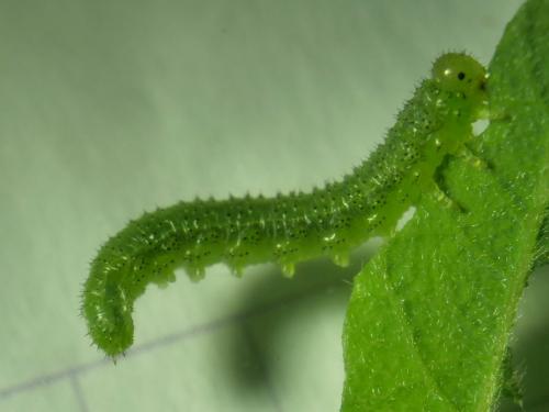 Euura humeralis