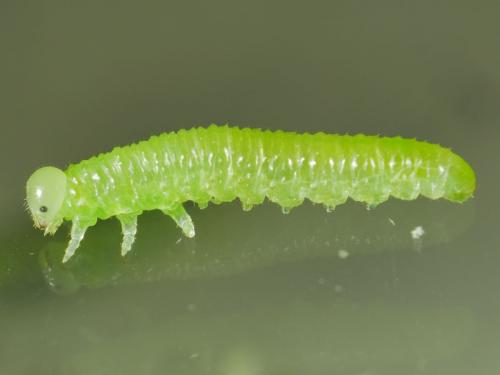 Euura humeralis