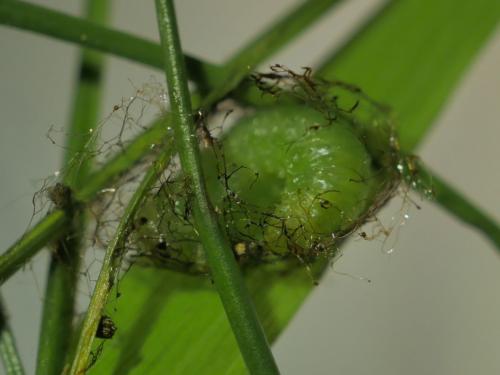 Euura humeralis