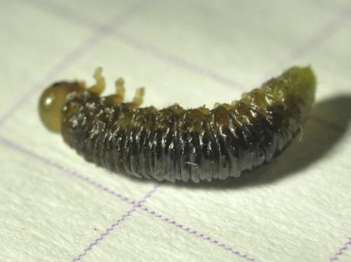 Euura humeralis